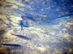 Lepomis macrochirus purpurascens