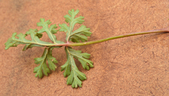 Pelargonium multicaule multicaule
