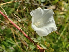 Calystegia