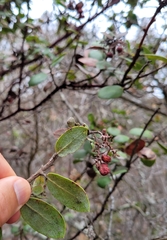 Arctostaphylos tomentosa
