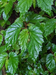 Begonia hirsuta