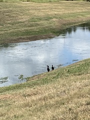 Nannopterum brasilianum