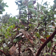 Arctostaphylos tomentosa