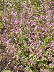 Ocimum