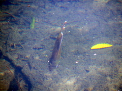 Lepomis macrochirus purpurascens