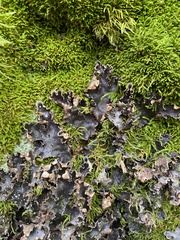 Peltigera neckeri