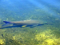 Ctenopharyngodon idella