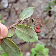 Arctostaphylos tomentosa