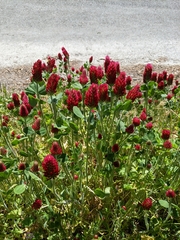 Trifolium incarnatum