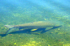 Ctenopharyngodon idella