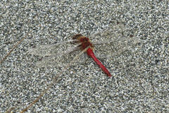 Sympetrum pallipes