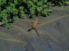 Liolaemus chiliensis
