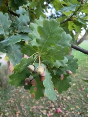 Quercus robur