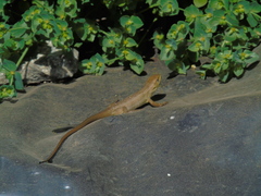 Liolaemus chiliensis