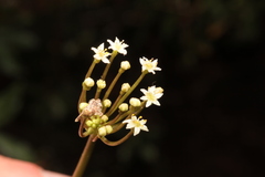 Hydrocotyle umbellata