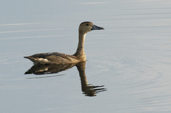 Dendrocygna javanica