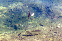 Lepomis macrochirus purpurascens