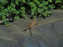 Liolaemus chiliensis