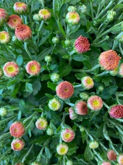 Erigeron modestus