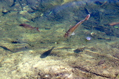 Lepomis macrochirus purpurascens