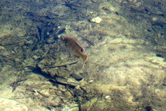 Lepomis macrochirus purpurascens