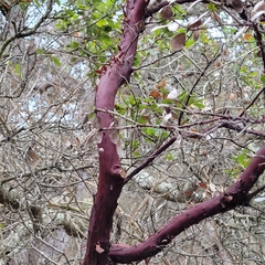 Arctostaphylos tomentosa