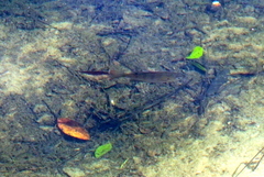 Lepomis macrochirus purpurascens