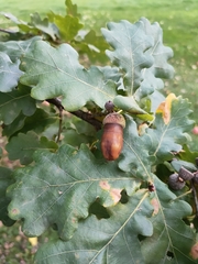 Quercus robur