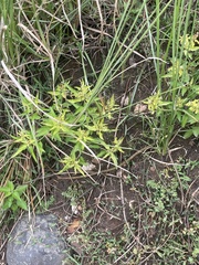 Croton bonplandianus