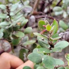 Arctostaphylos tomentosa