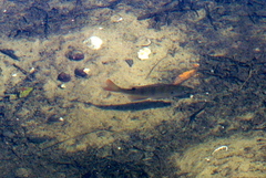 Lepomis macrochirus purpurascens