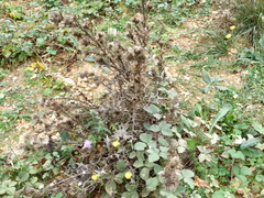 Carduus acanthoides