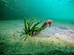 Hippocampus ingens