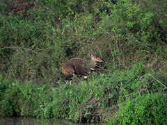 Tragelaphus sylvaticus
