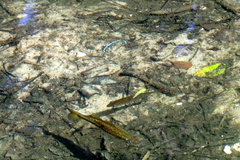 Lepomis macrochirus purpurascens