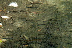 Lepomis macrochirus purpurascens