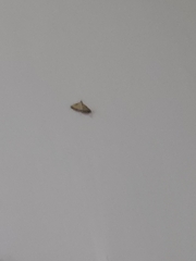 Cnaphalocrocis medinalis