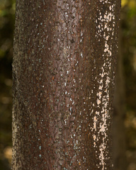 Penicillium