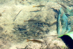 Lepomis macrochirus purpurascens