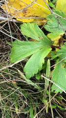 Ligusticum scothicum