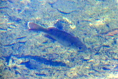 Lepomis macrochirus purpurascens