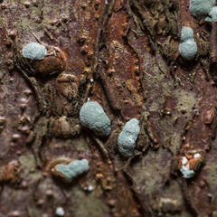 Penicillium
