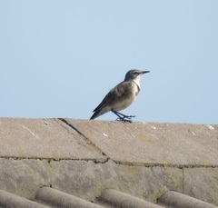 Motacilla capensis capensis