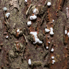 Penicillium