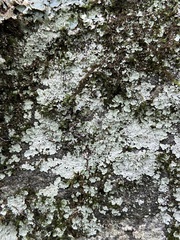 Lepraria normandinoides