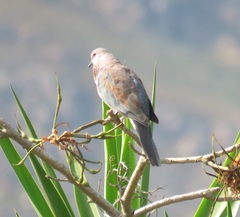 Streptopelia senegalensis senegalensis