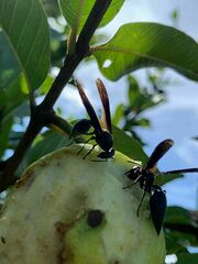Synoeca septentrionalis