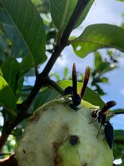 Synoeca septentrionalis