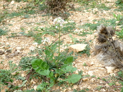 Diplotaxis erucoides