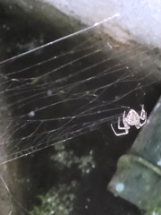 Cyrtophora citricola